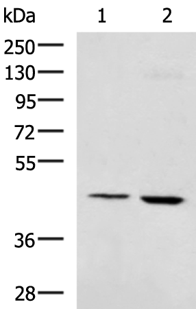 Rabbit Polyclonal Antibody to VSIG8