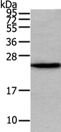 Rabbit Polyclonal Antibody to VPS28