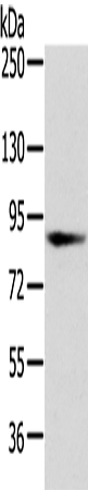 Rabbit Polyclonal Antibody to VPS35