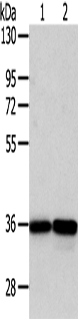 Rabbit Polyclonal Antibody to WDR5