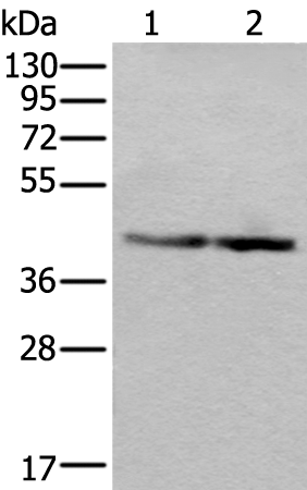 Rabbit Polyclonal Antibody to WDR18