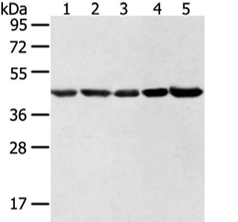 Rabbit Polyclonal Antibody to WDR77