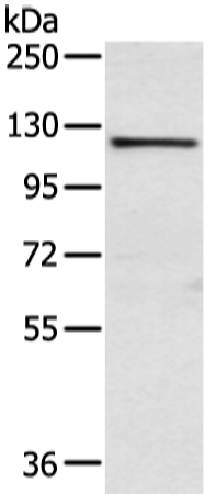 Rabbit Polyclonal Antibody to WWP1