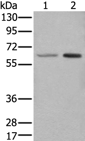 Rabbit Polyclonal Antibody to YY1