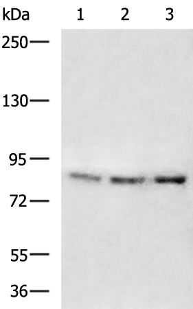 Rabbit Polyclonal Antibody to YY1AP1