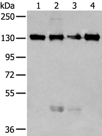 Rabbit Polyclonal Antibody to MORC2