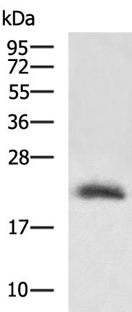 Rabbit Polyclonal Antibody to ZFAND3