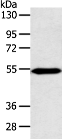 Rabbit Polyclonal Antibody to ZNF239