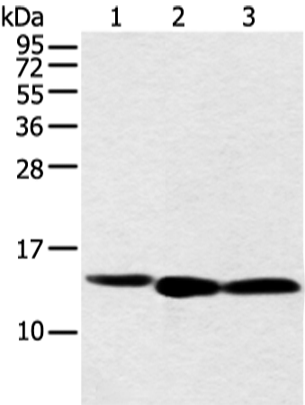 Rabbit Polyclonal Antibody to NDUFB3
