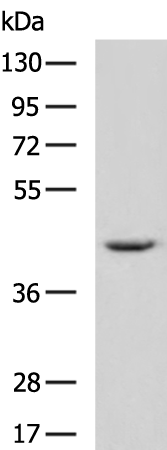 Rabbit Polyclonal Antibody to PCID2
