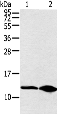 Rabbit Polyclonal Antibody to DYNLL2