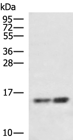 Rabbit Polyclonal Antibody to UQCRH