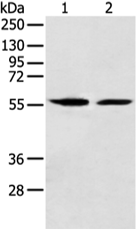 Rabbit Polyclonal Antibody to FMO5
