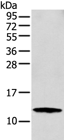 Rabbit Polyclonal Antibody to S100A16