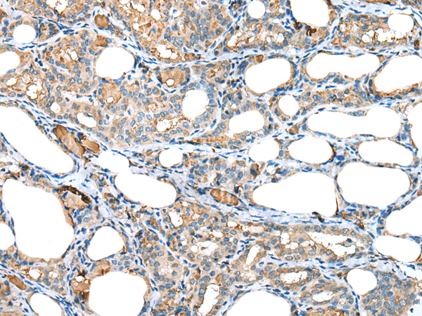 Rabbit Polyclonal Antibody to RPL35A