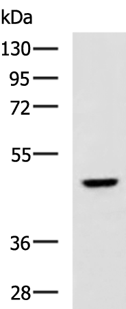 Rabbit Polyclonal Antibody to KYAT1