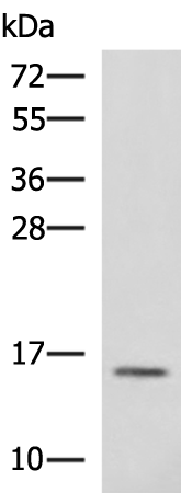 Rabbit Polyclonal Antibody to RPS15A