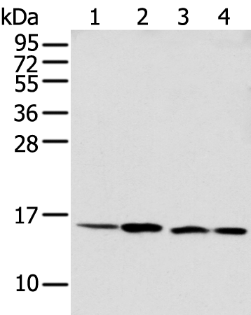 Rabbit Polyclonal Antibody to MMGT1