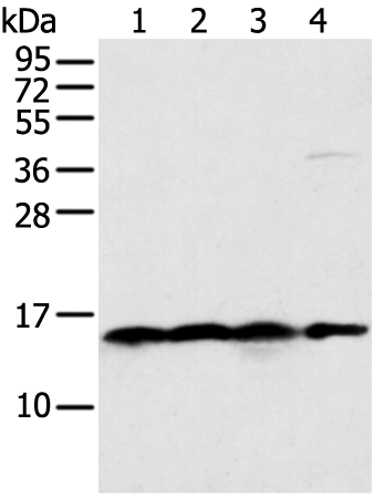 Rabbit Polyclonal Antibody to MRPS18C