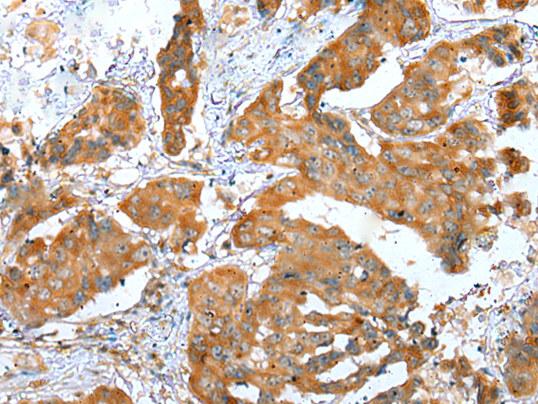 Rabbit Polyclonal Antibody to ERMP1