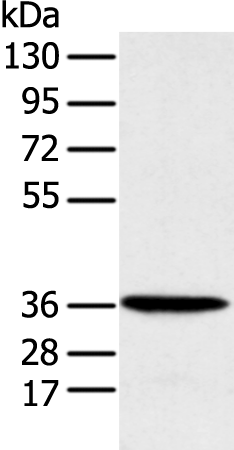 Rabbit Polyclonal Antibody to MAT2B