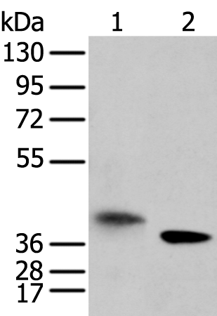 Rabbit Polyclonal Antibody to LRRC19