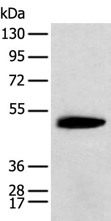 Rabbit Polyclonal Antibody to KCTD16