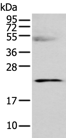 Rabbit Polyclonal Antibody to C8G