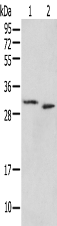 Rabbit Polyclonal Antibody to PSMF1