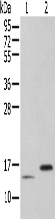 Rabbit Polyclonal Antibody to PIN4