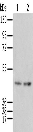 Rabbit Polyclonal Antibody to IDO2