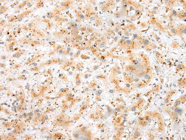 Rabbit Polyclonal Antibody to RPS15