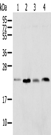Rabbit Polyclonal Antibody to SPCS2
