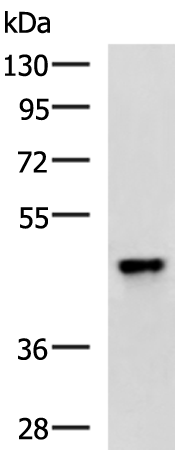 Rabbit Polyclonal Antibody to TBRG1