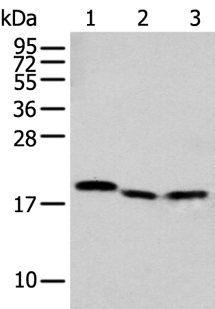 Rabbit Polyclonal Antibody to NUDT2
