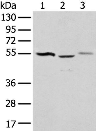 Rabbit Polyclonal Antibody to NUDT12