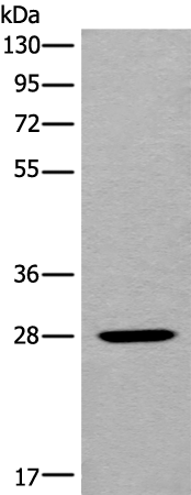Rabbit Polyclonal Antibody to MARCHF2