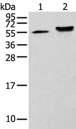 Rabbit Polyclonal Antibody to CAPS2