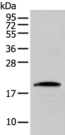 Rabbit Polyclonal Antibody to CNPY2