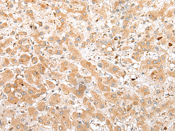 Rabbit Polyclonal Antibody to FKBP6