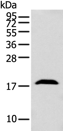 Rabbit Polyclonal Antibody to GMFB