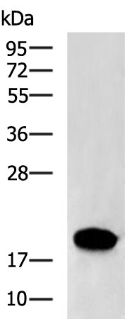 Rabbit Polyclonal Antibody to SELENOF
