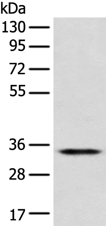 Rabbit Polyclonal Antibody to CD1D