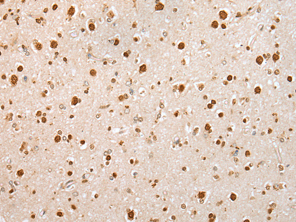 Rabbit Polyclonal Antibody to KHDRBS3