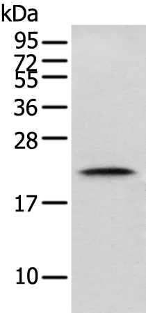 Rabbit Polyclonal Antibody to GM2A