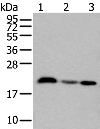 Rabbit Polyclonal Antibody to CSRP3
