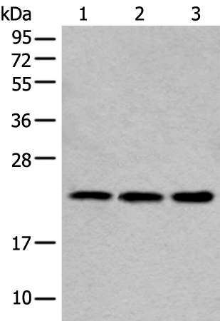 Rabbit Polyclonal Antibody to COMMD10