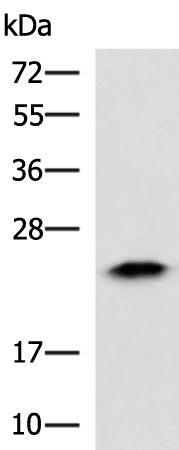 Rabbit Polyclonal Antibody to ABHD14B