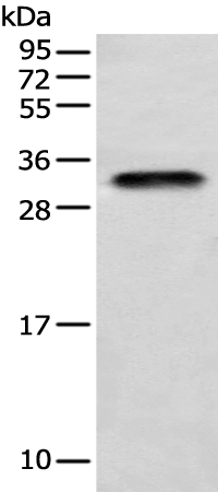 Rabbit Polyclonal Antibody to LYPD4