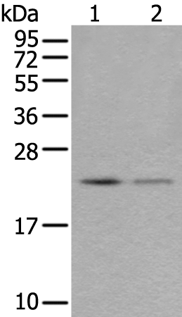 Rabbit Polyclonal Antibody to RAB39B